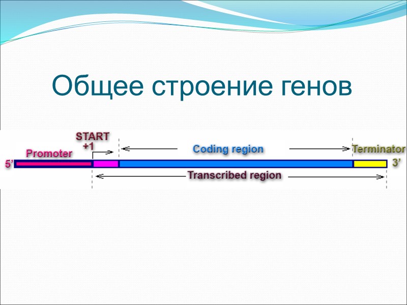 Общее строение генов